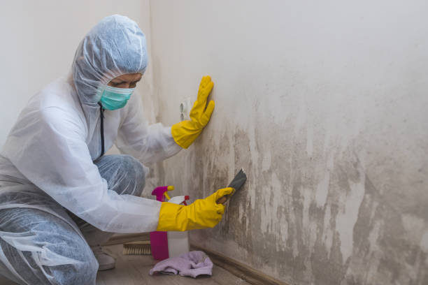 Best Mold Inspection  in Bridgeport, IL