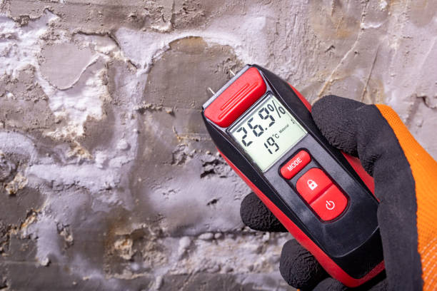 Best Mold Remediation Services  in Bridgeport, IL
