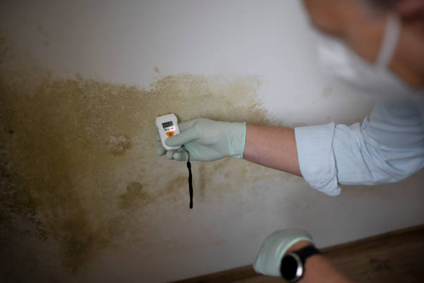 Best Same-Day Mold Removal  in Bridgeport, IL
