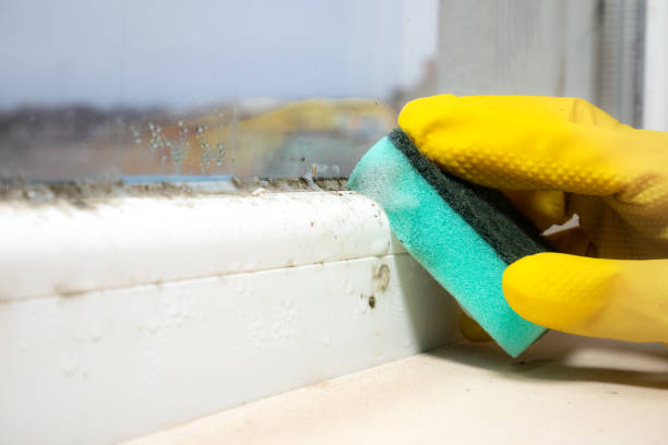 Best Mold Removal Specialists  in Bridgeport, IL