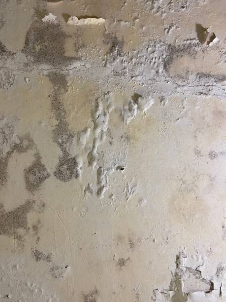 Best Local Mold Removal Service  in Bridgeport, IL