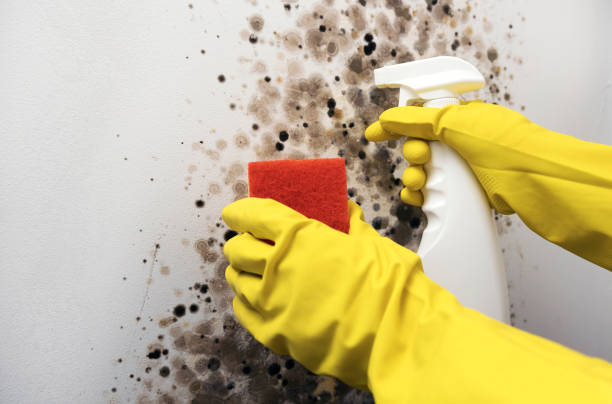 Best Residential Mold Removal  in Bridgeport, IL