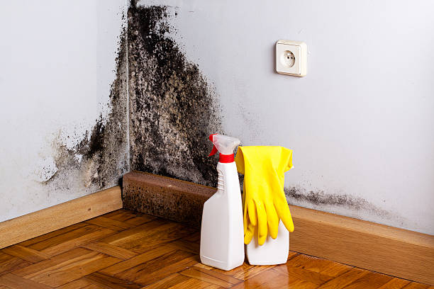 Best Mold Remediation  in Bridgeport, IL