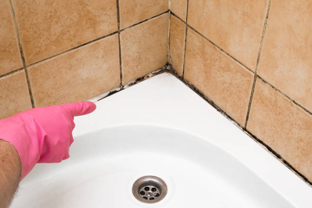 Best Home Mold Removal  in Bridgeport, IL