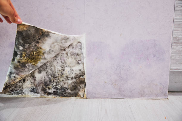 Best Black Mold Removal  in Bridgeport, IL